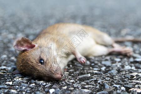 老鼠死在家门口 頭頂生瘡